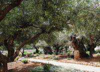 Єрусалим – Гетсиманський сад
